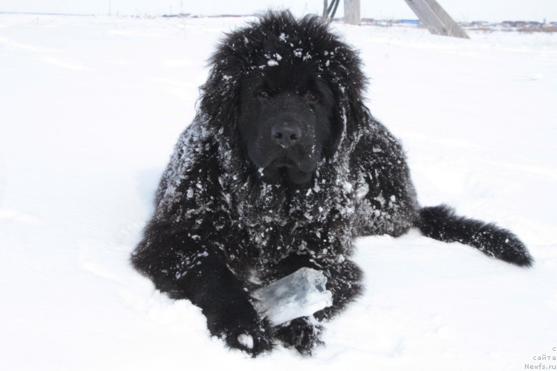Фото: ньюфаундленд YAvnaya Krasota (Явная Красота)