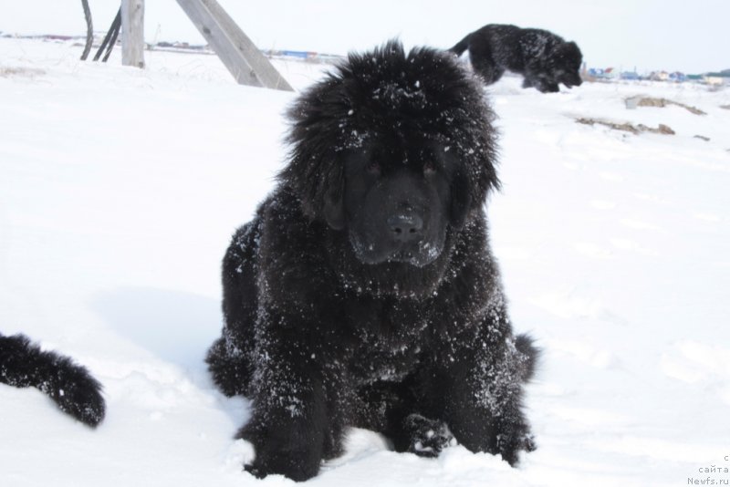 Фото: ньюфаундленд YAntarnaya Mechta (Янтарная Мечта)