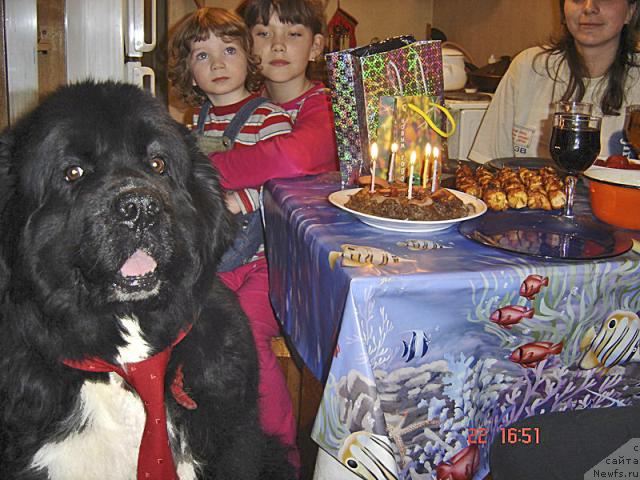 Фото: ньюфаундленд Bartez Beliy