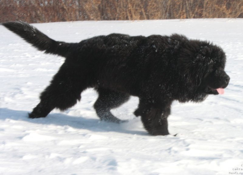 Фото: ньюфаундленд YAvnaya Krasota (Явная Красота)