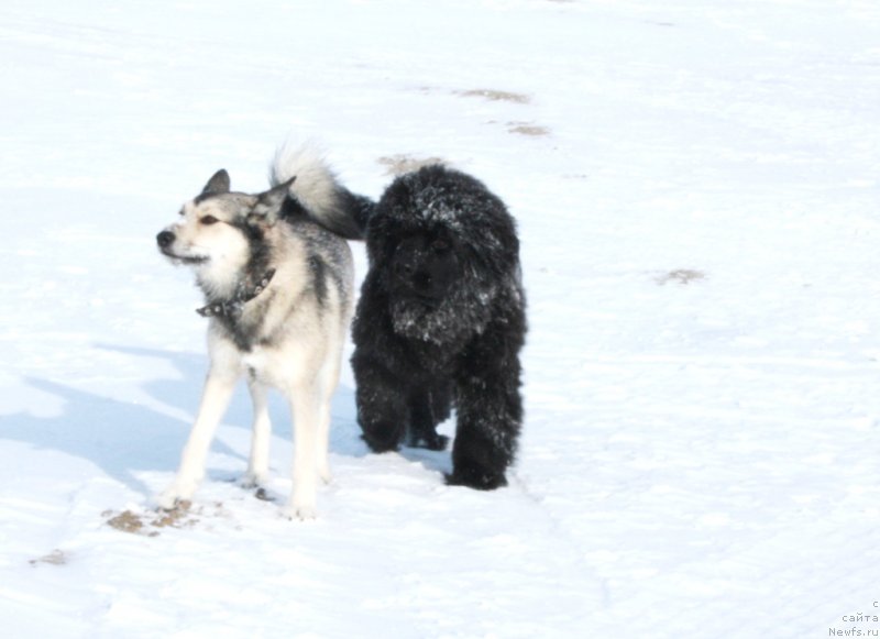 Фото: ньюфаундленд YAntarnaya Mechta (Янтарная Мечта)