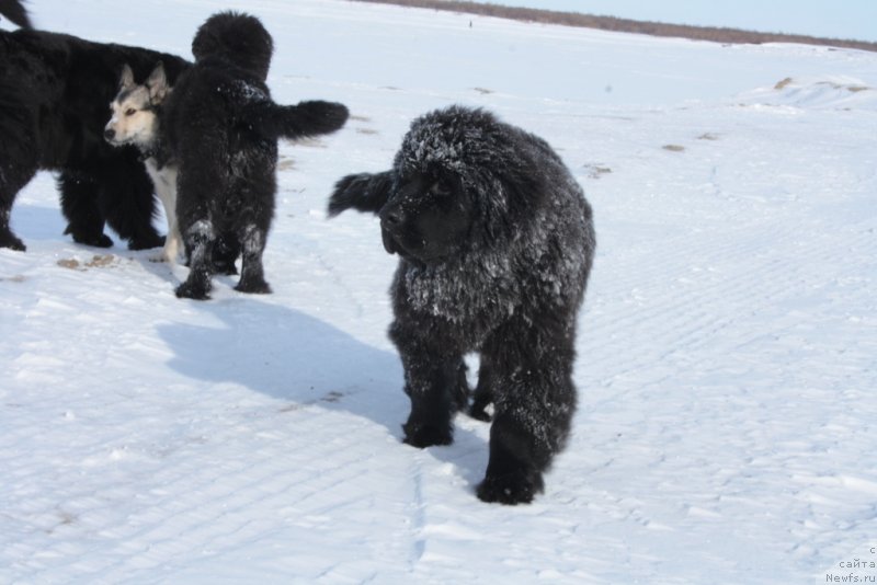 Фото: ньюфаундленд YAvnaya Krasota (Явная Красота)