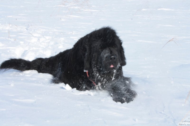 Фото: ньюфаундленд Fortuna of Giant's Island