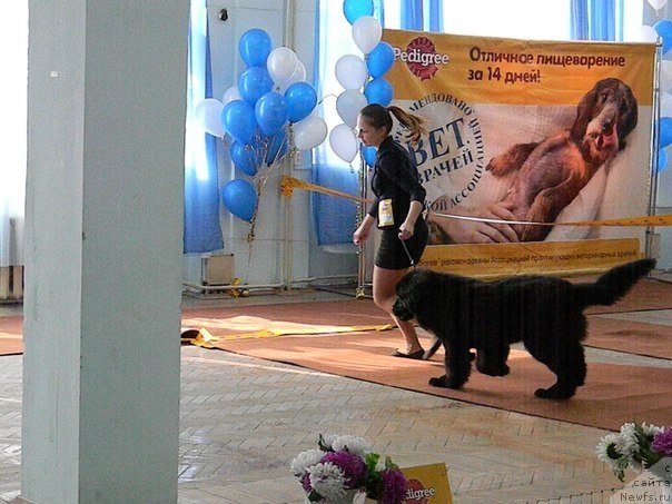 Фото: ньюфаундленд N'yufort CHernika Ledi (Ньюфорт Черника Леди)