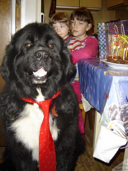 Фото: ньюфаундленд Bartez Beliy