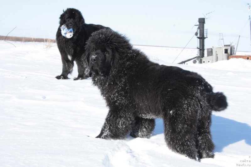 Фото: ньюфаундленд YAvnaya Krasota (Явная Красота)