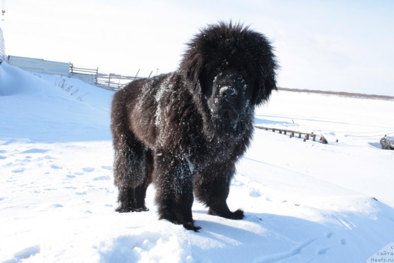 Фото: ньюфаундленд YAvnaya Krasota (Явная Красота)