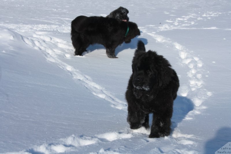 Фото: ньюфаундленд YAntarnaya Mechta (Янтарная Мечта)