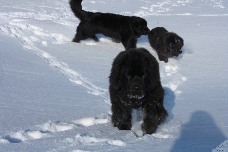 Фото: ньюфаундленд YAntarnaya Mechta (Янтарная Мечта)