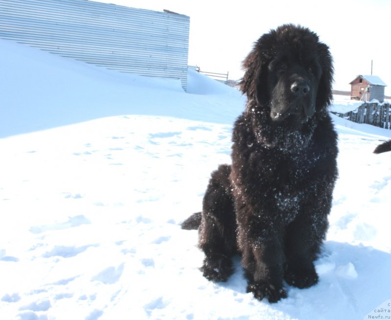 Фото: ньюфаундленд YAntarnaya Mechta (Янтарная Мечта)