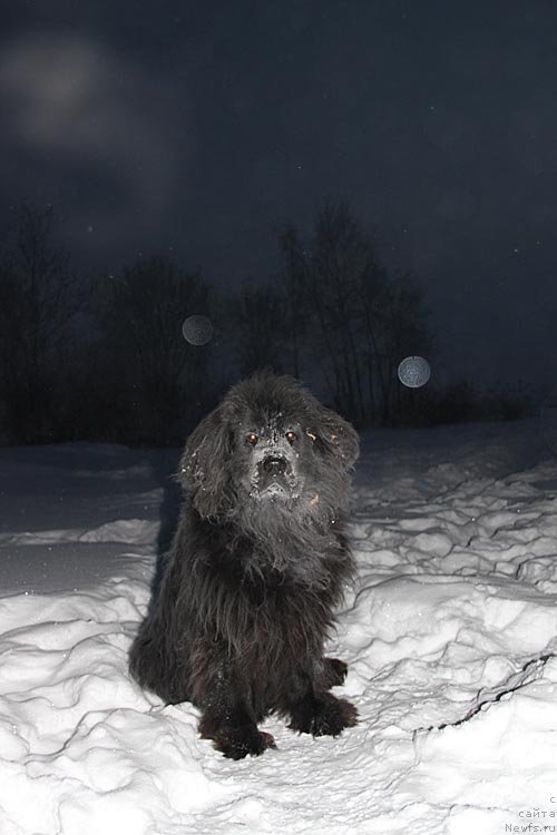 Фото: ньюфаундленд N'yumast Rokfeller (Ньюмаст Рокфеллер)