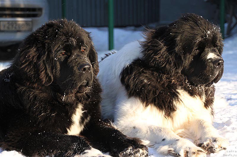 Фото: ньюфаундленд Super Bizon Indiya (Супер Бизон Индия), ньюфаундленд Super Premium Zheneva (Супер Премиум Женева)