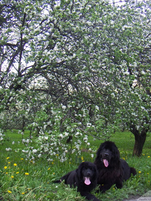 Фото: ньюфаундленд Sent Djons Haily Kuitmi (Сент Джонс Хейли Куитми)