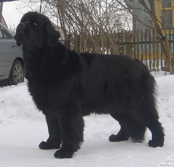 Фото: ньюфаундленд Bjornebandens Nancy Wilson, Svetlana Zyiryanova (Светлана Зырянова)