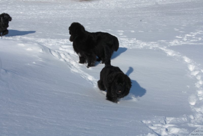 Фото: ньюфаундленд YAntarnaya Mechta (Янтарная Мечта)