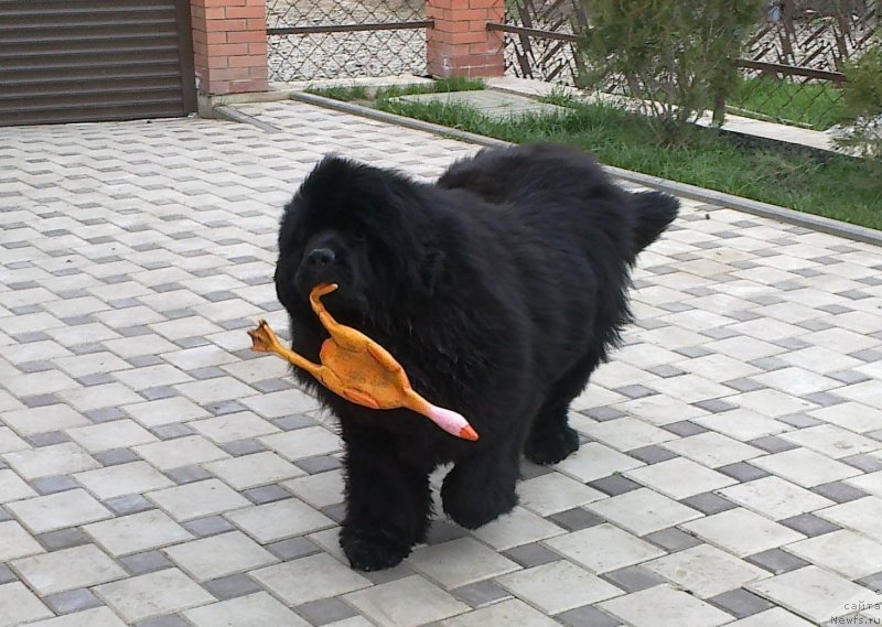 Фото: ньюфаундленд CHak CHerokki (Чак Черокки)