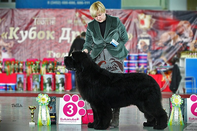 Фото: ньюфаундленд Aquatoriya Kelvin Fase Control (Акватория Келвин Фэйс Контрол)