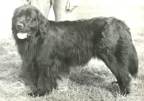 Фото: ньюфаундленд Zlata Devol'f (Злата Девольф)