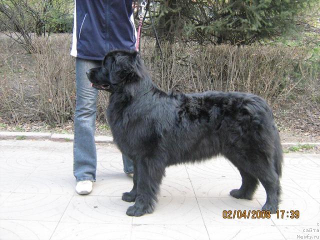 Фото: ньюфаундленд Jenev'ev Garni Ledyen (Женевьев Гарни Ледэн)