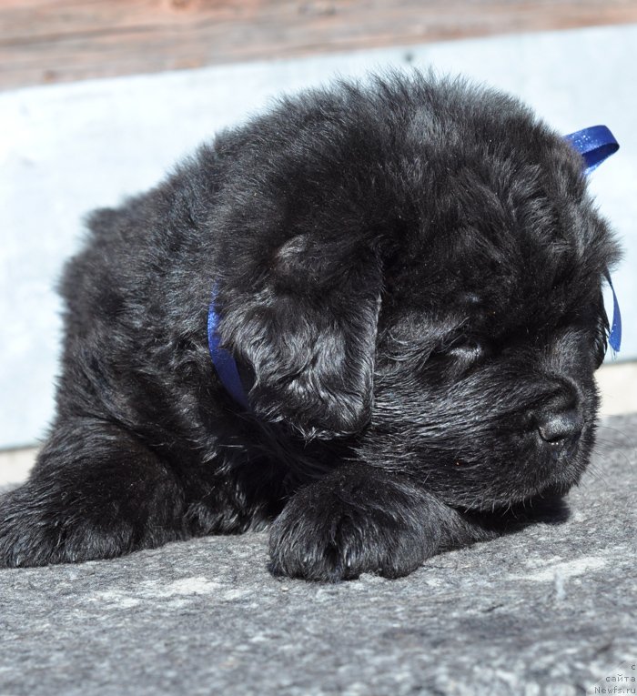 Фото: Дети  [d11753], ньюфаундленд Bjornebandens Nancy Wilson