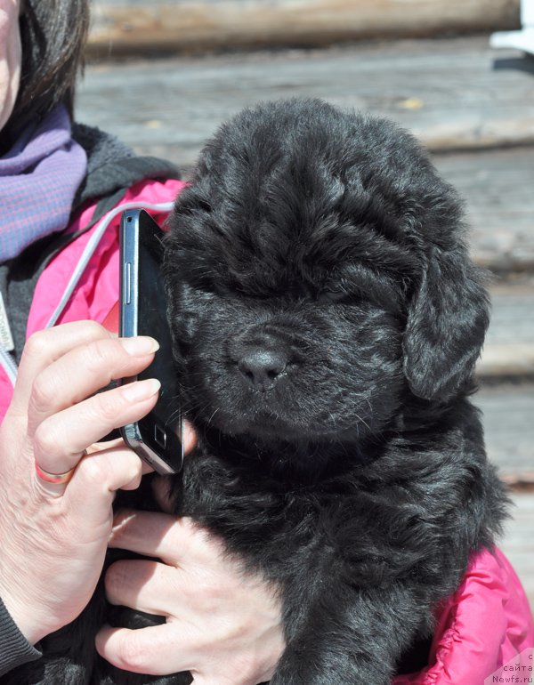 Фото: Дети, ньюфаундленд Beguschaya po Volnam Deal Me In (Бегущая по Волнам Деал Ме Ин), ньюфаундленд Bjornebandens Nancy Wilson