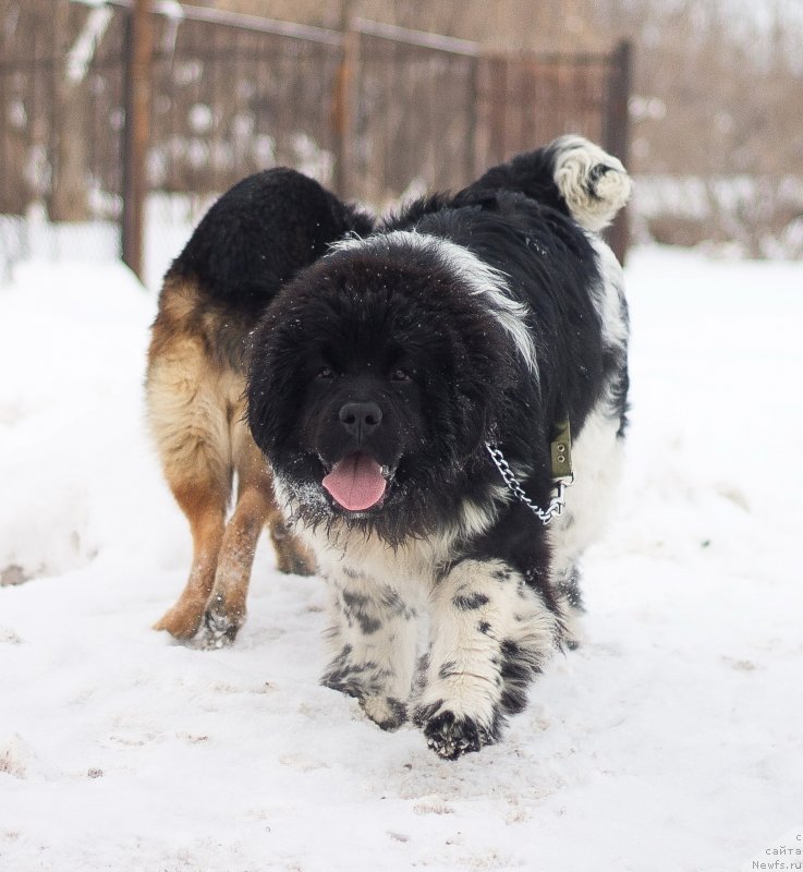 Фото: ньюфаундленд Plushevaya Panda Cai Shen (Плюшевая Панда Цаи Шен)