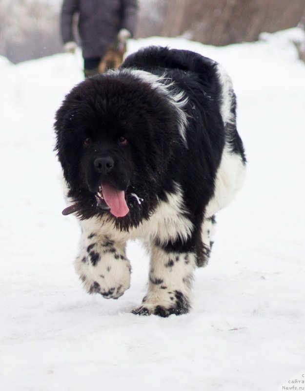 Фото: ньюфаундленд Plushevaya Panda Cai Shen (Плюшевая Панда Цаи Шен)