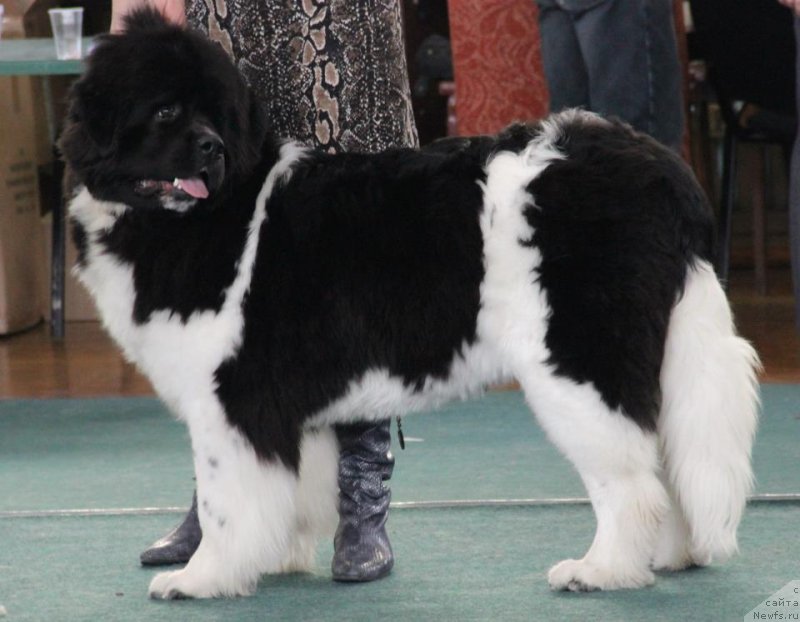 Фото: ньюфаундленд Fiamettahauz Pretti Drim (Фиаметтахауз Претти Дрим)