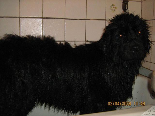 Фото: ньюфаундленд Jenev'ev Garni Ledyen (Женевьев Гарни Ледэн)