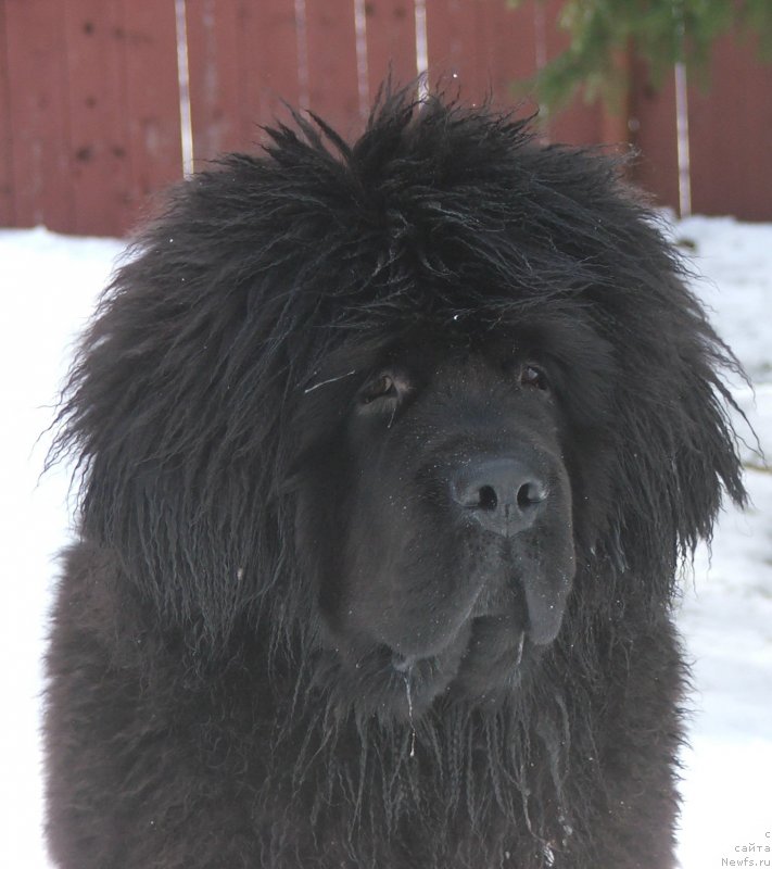 Фото: ньюфаундленд Deep Love Hammer for Plushevaya Panda