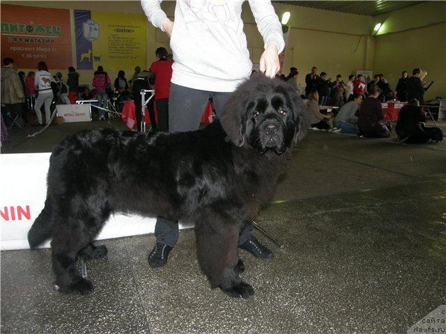 Фото: ньюфаундленд Akvian Song Insayd Mi Vord (Аквиан Сонг Инсайд Ми Ворд)