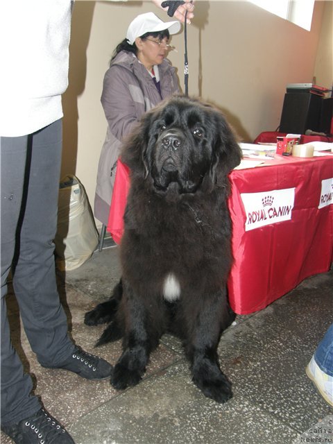 Фото: ньюфаундленд Akvian Song Insayd Mi Vord (Аквиан Сонг Инсайд Ми Ворд)