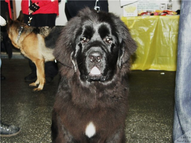 Фото: ньюфаундленд Akvian Song Insayd Mi Vord (Аквиан Сонг Инсайд Ми Ворд)