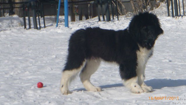 Фото: ньюфаундленд Skayuoker YEnakin Djeday (Скайуокер Энакин Джедай), сынок, ньюфаундленд Super Premium Zhodo Ferolli (Супер Премиум Жодо Феролли), и, ньюфаундленд Bonita YEl' Oso Nyegro (Бонита Эль Осо Нэгро)