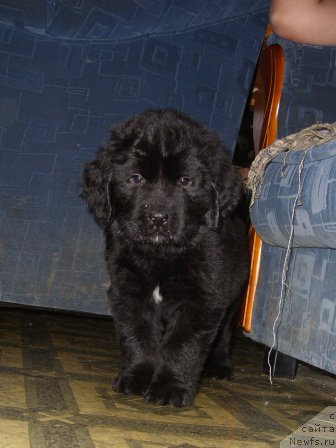 Фото: ЩЕНОК, ньюфаундленд CHernyiy SHarm Amber Best Dog FO Marleon (Черный Шарм Амбер Бест Дог ФО Марлеон), ньюфаундленд YEllada Boginya Morya (Эллада Богиня Моря)