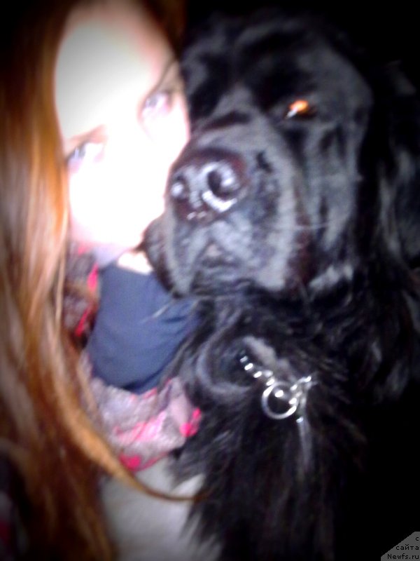 Фото: ньюфаундленд Ryesh (Рэш)