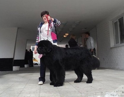 Фото: ньюфаундленд Aquatoriya Kelvin Ten Strike (Акватория Келвин Тэн Страйк)