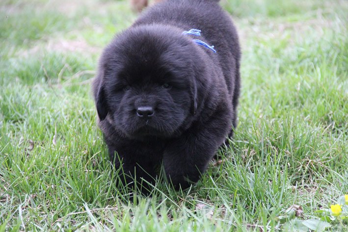 Фото: ньюфаундленд Chestnyj Chif s Berega Dona (Честный Чиф с Берега Дона)