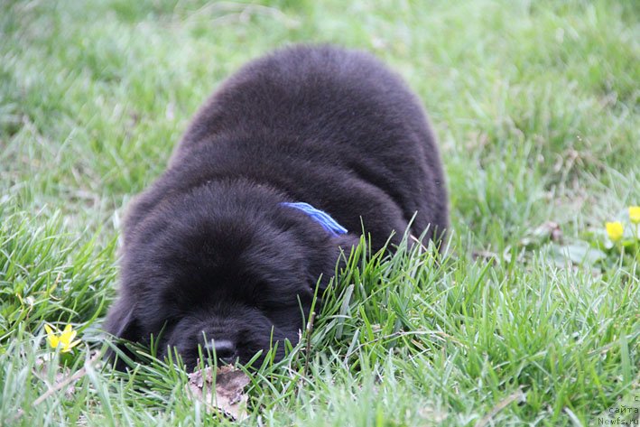 Фото: ньюфаундленд Chestnyj Chif s Berega Dona (Честный Чиф с Берега Дона)