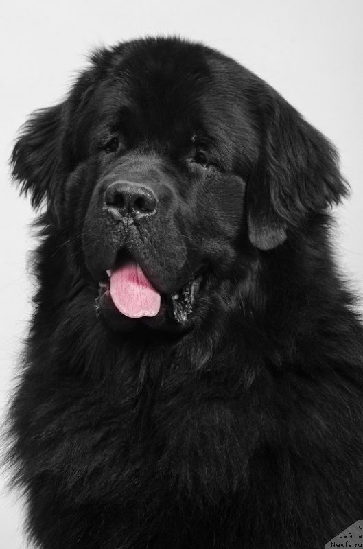 Фото: ньюфаундленд Princ Al'finskiy (Принц Альфинский)