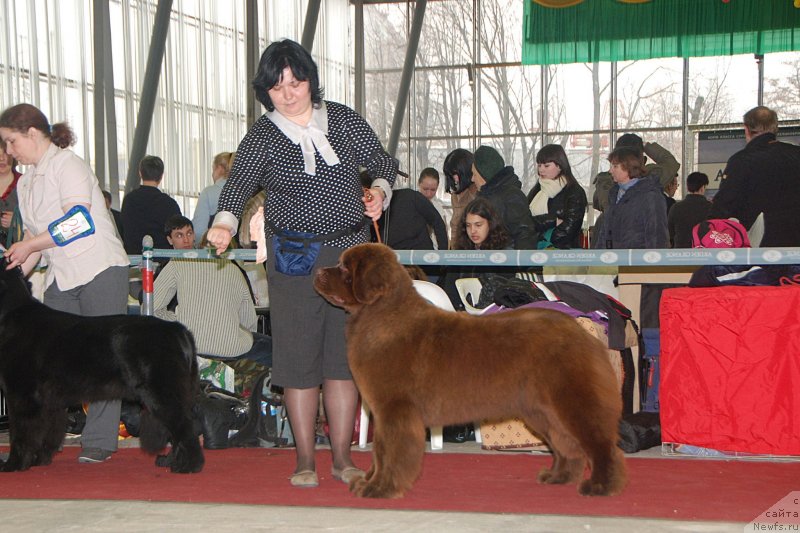 Фото: ньюфаундленд Happyness Long-Awaited s Berega Dona (Хаппинесс Лонг-Аваитед с Берега Дона), Varvara Ryibalova (Варвара Рыбалова)