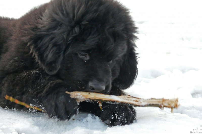Фото: ньюфаундленд Fann'yuf Gendal'f Greyt (Фанньюф Гендальф Грейт)