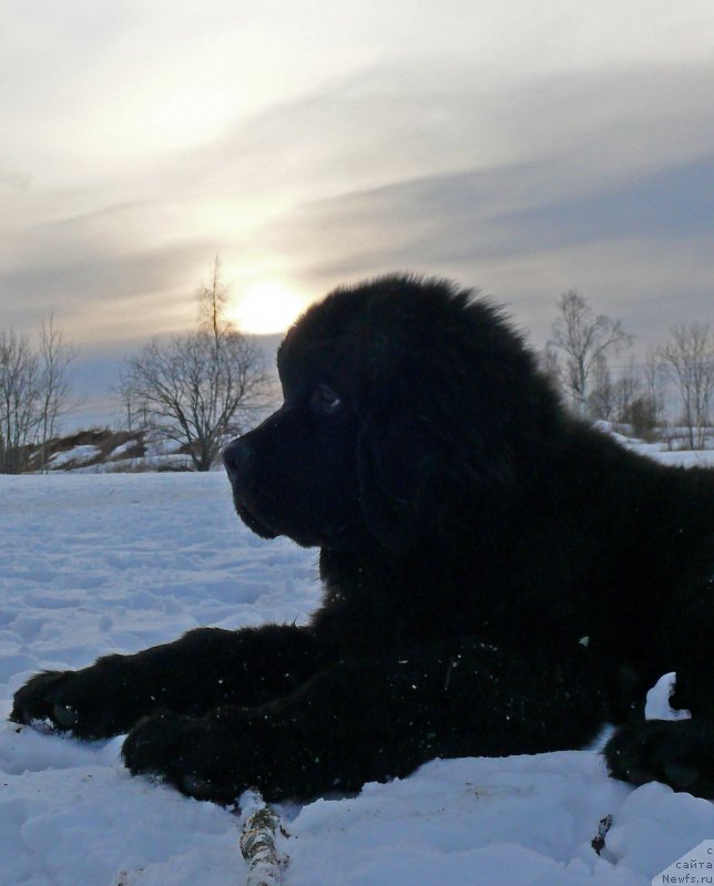 Фото: ньюфаундленд Fann'yuf Gendal'f Greyt (Фанньюф Гендальф Грейт)