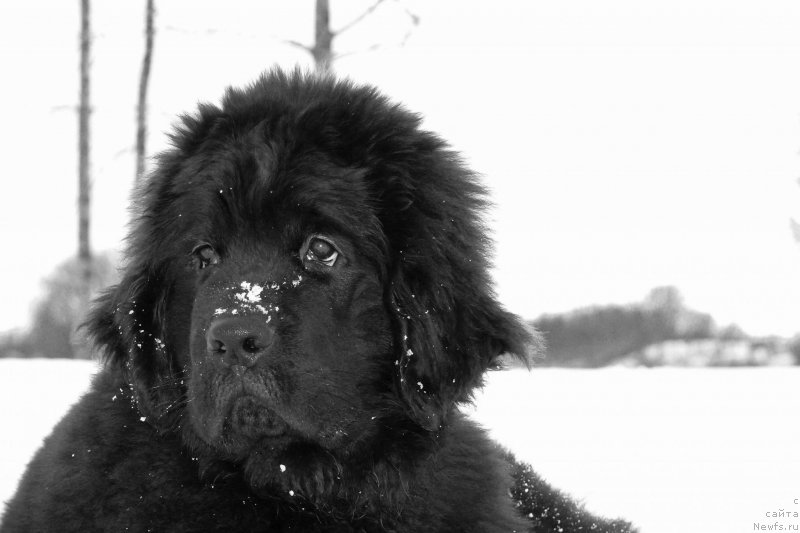 Фото: ньюфаундленд Fann'yuf Gendal'f Greyt (Фанньюф Гендальф Грейт)
