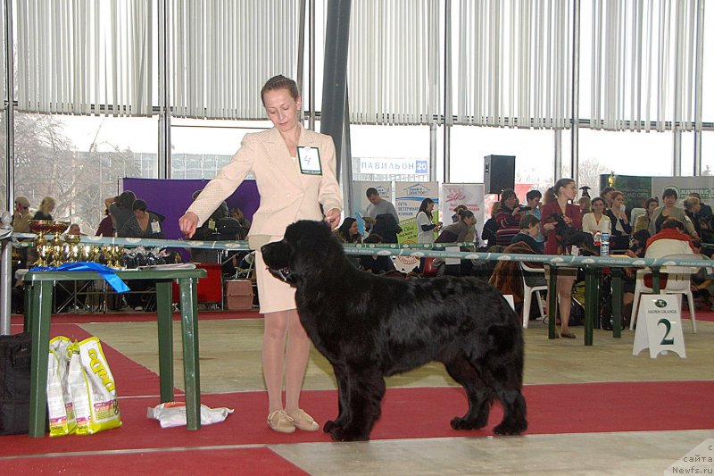 Фото: ньюфаундленд Toptyzhka Geroy Nashego Vremeni (Топтыжка Герой Нашего Времени), Antonina CHigvinceva (Антонина Чигвинцева)