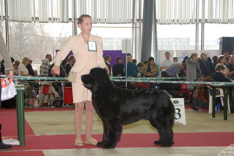 Фото: ньюфаундленд Toptyzhka Geroy Nashego Vremeni (Топтыжка Герой Нашего Времени), Antonina CHigvinceva (Антонина Чигвинцева)