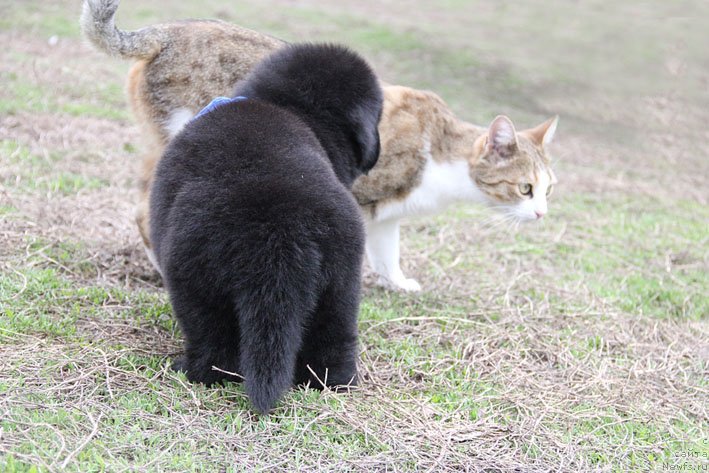 Фото: ньюфаундленд Chestnyj Chif s Berega Dona (Честный Чиф с Берега Дона)