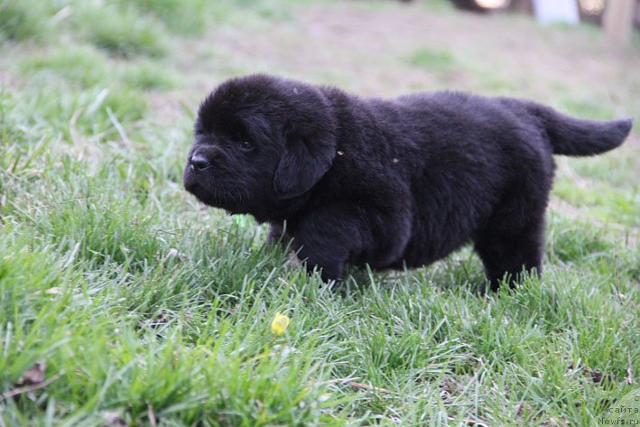 Фото: ньюфаундленд Chernyj Chank s Berega Dona (Черный Чанк с Берега Дона)