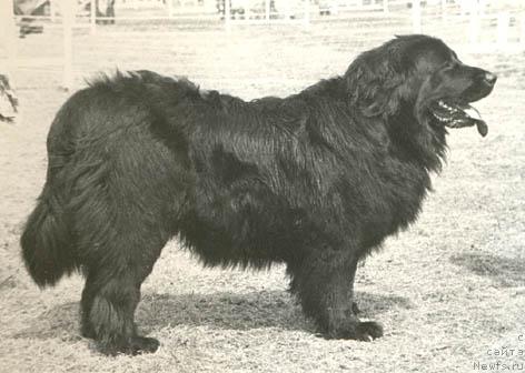 Фото: ньюфаундленд Zesta Devol'f (Зеста Девольф)