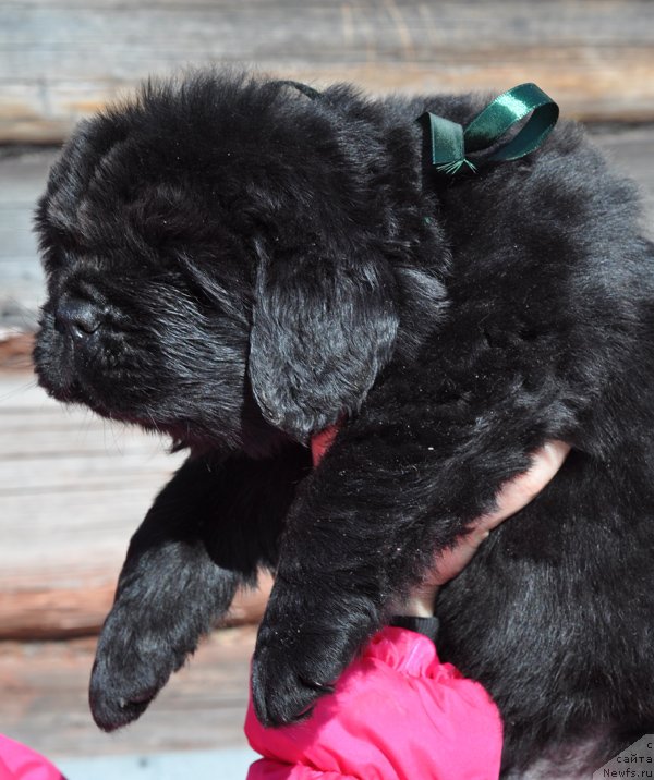 Фото: Кобель с зеленой лентой, 1 месяц